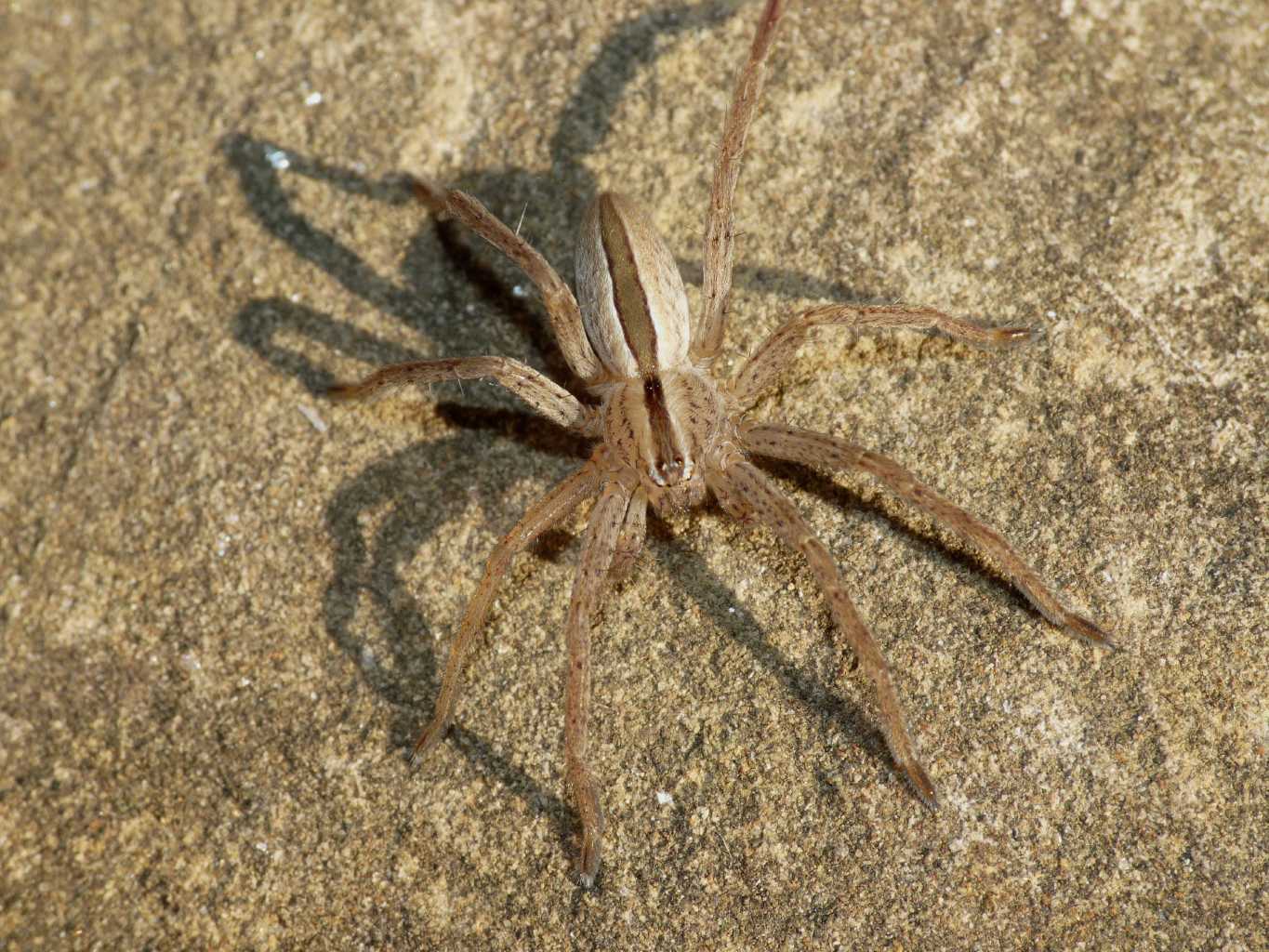 Micrommata sp. - Malta